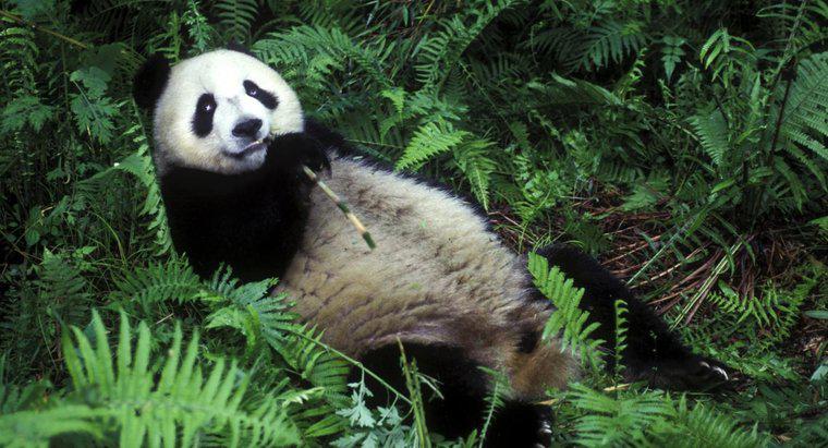Warum essen Pandas Bambus?