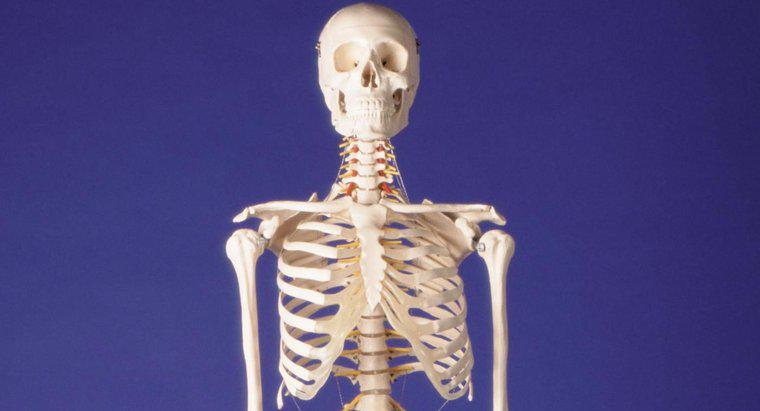 Wo findet man ein riesiges menschliches Skelett?