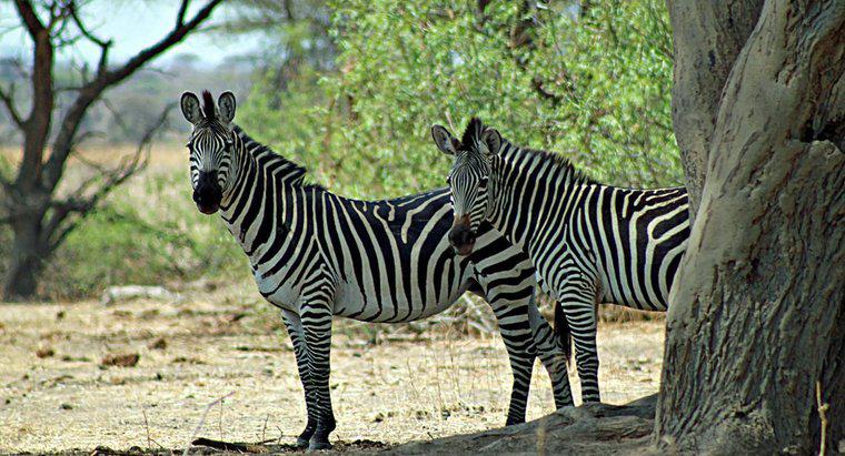 Wie lange leben Zebras?