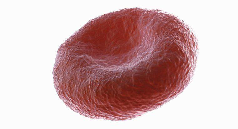 Warum sind rote Blutkörperchen bikonkav?