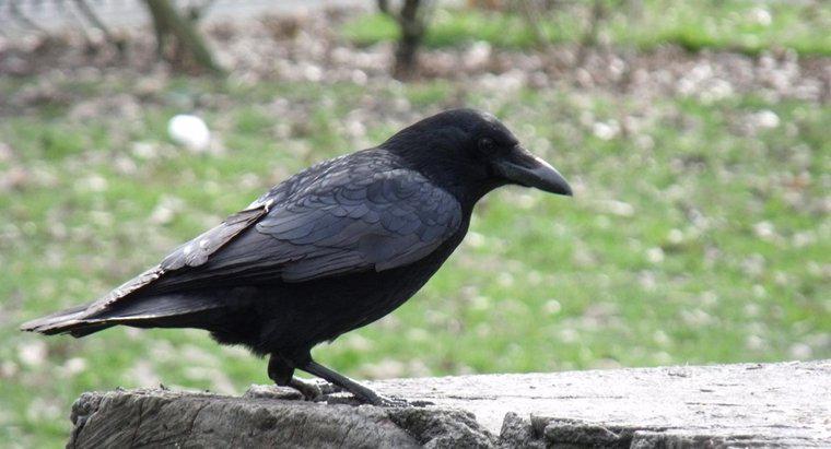 Was ist die Lebensdauer einer schwarzen Krähe?