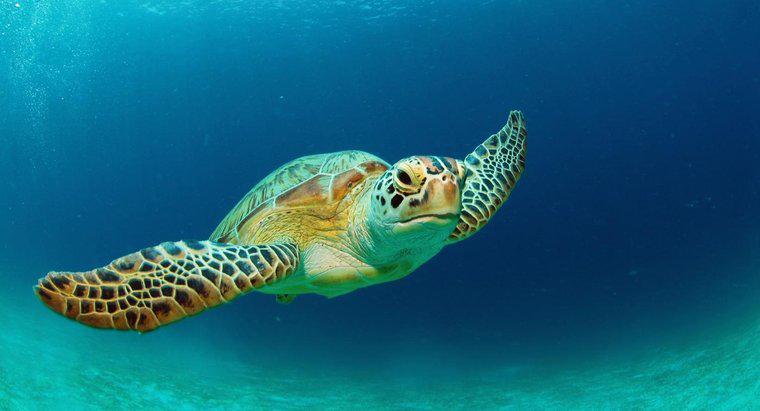 Wie lange leben Schildkröten?