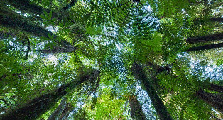 Was ist ein Beispiel für Gegenseitigkeit im Regenwald?