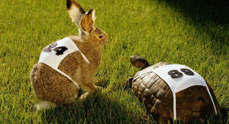 Was ist die moralische Lektion der Geschichte über die Rasse Kaninchen und Schildkröte?