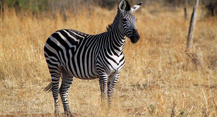 Was ist der Lebensraum eines Zebras?