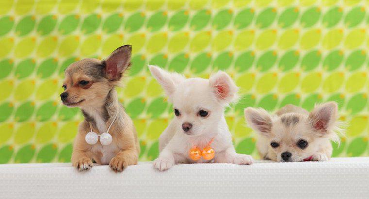 Wann öffnen Chihuahua-Welpen ihre Augen?