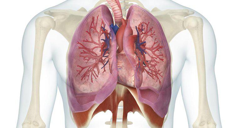 Was ist die Beziehung zwischen Herz und Lunge?