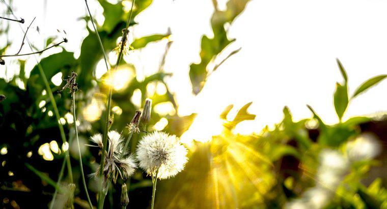 Warum wird Sonnenlicht für die Photosynthese benötigt?