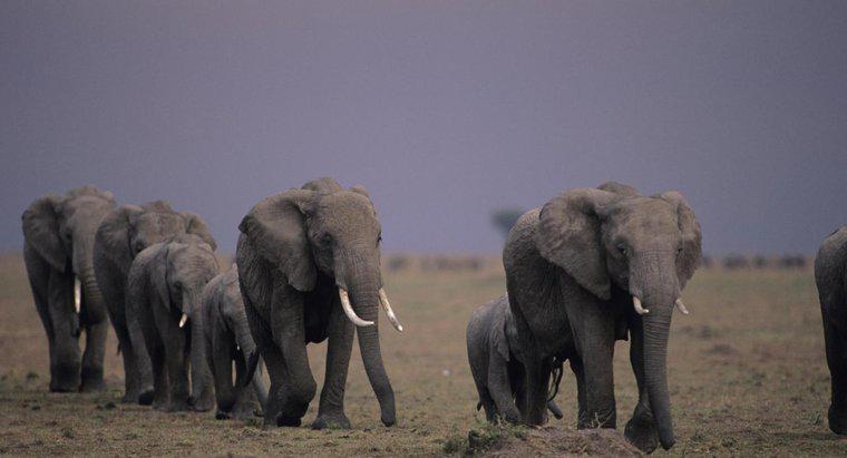 Wandern Elefanten?