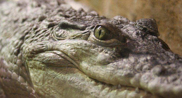 Wie verdauen Krokodile ihre Nahrung?