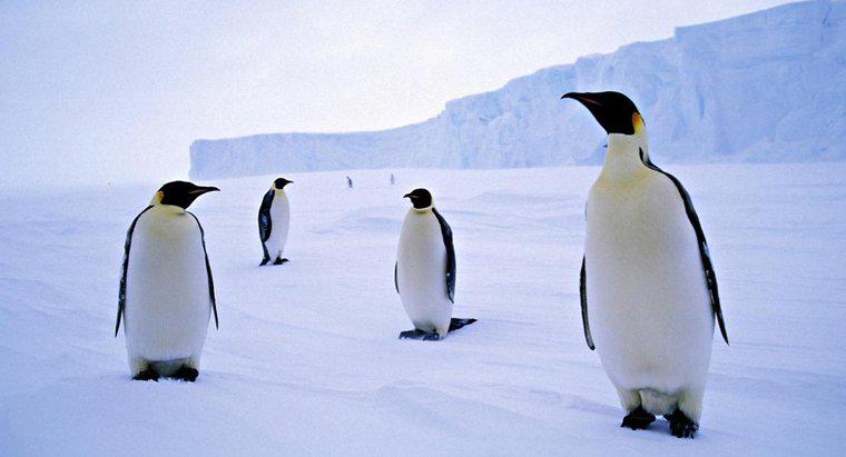 Wie nennt man eine Gruppe von Pinguinen?