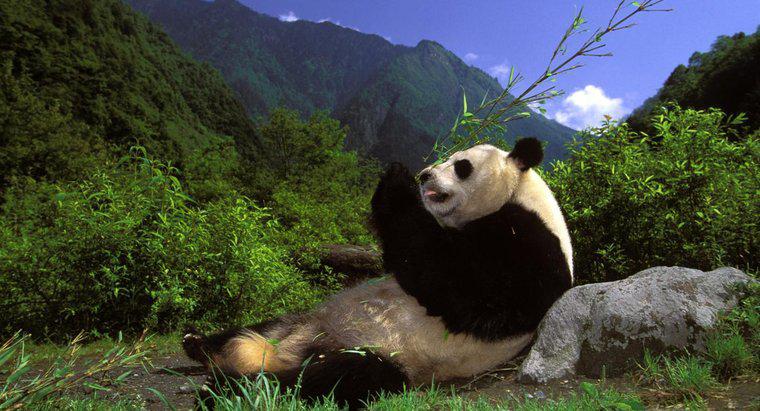 Was sind einige lustige Fakten über Pandas?