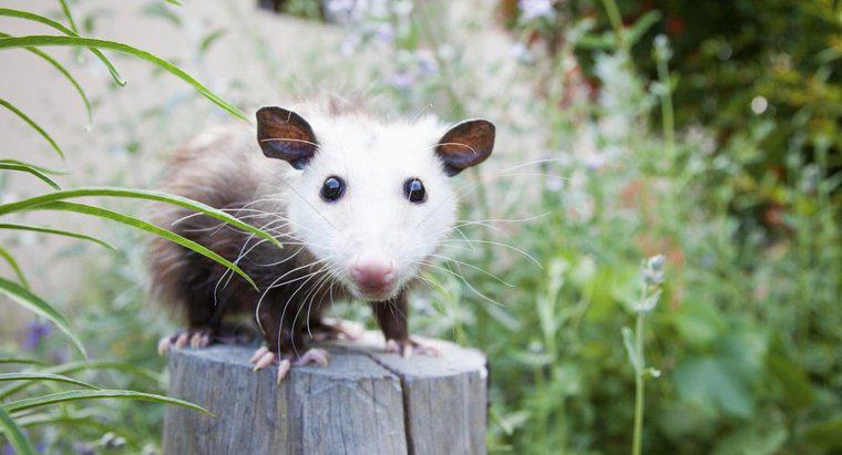Was essen Opossums?
