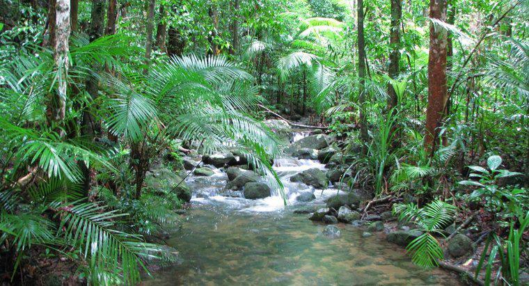 Was sind tropische Regenwald-Landformen?