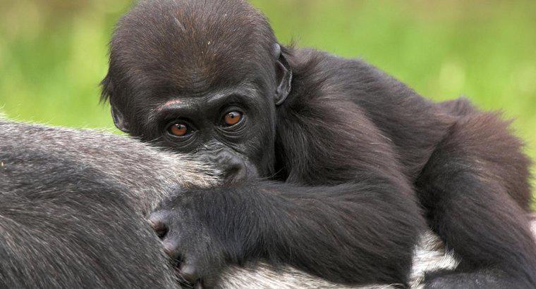 Wie heißt ein Baby-Gorilla?