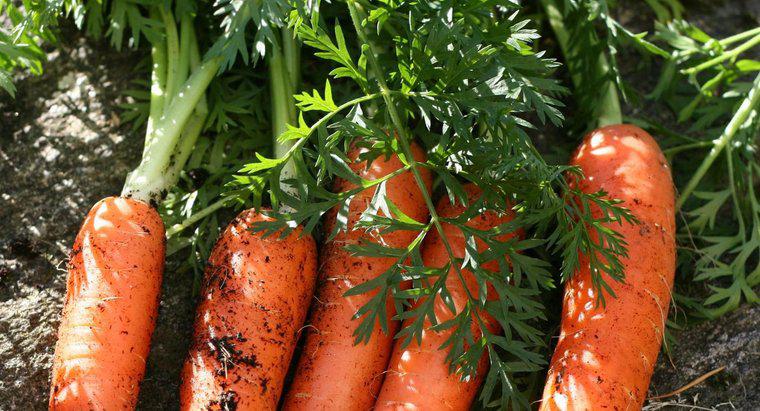 Wie vermehren sich Karotten?