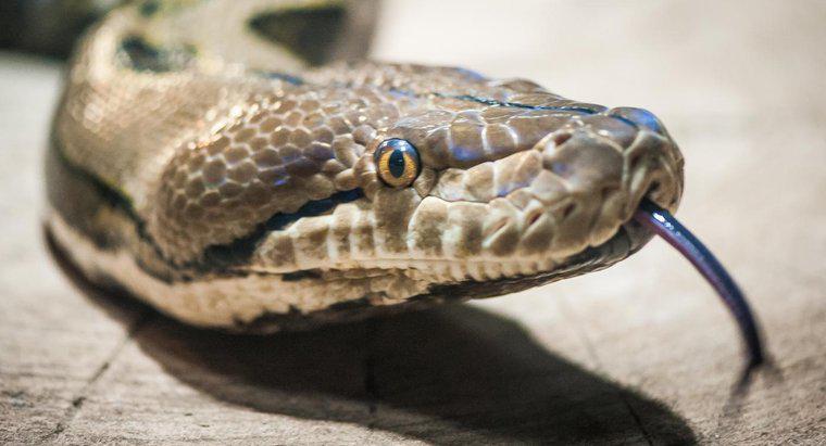 Was sind einige der Raubtiere von Schlangen?