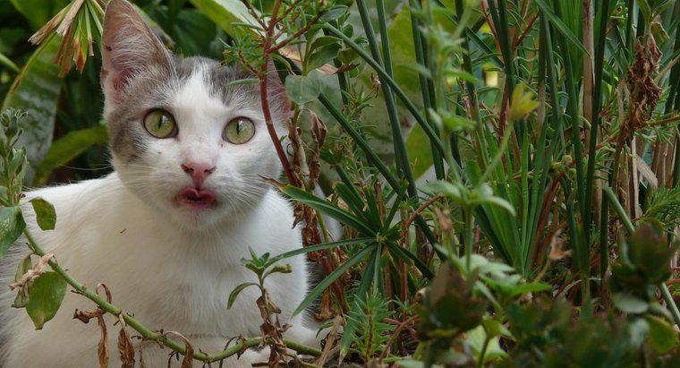 Wie können Sie Katzen von einem Garten fernhalten?