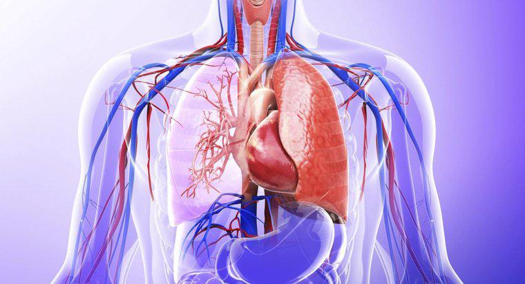 Welche Rolle spielt die Lunge im Ausscheidungssystem?