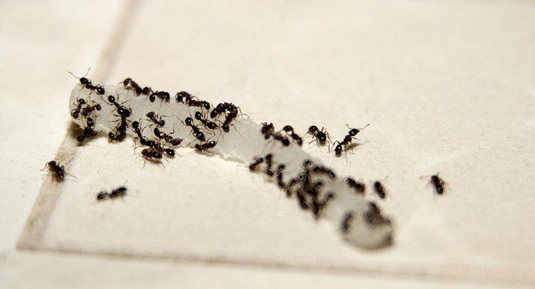 Wie macht man mit Borax hausgemachtes Ameisengift?