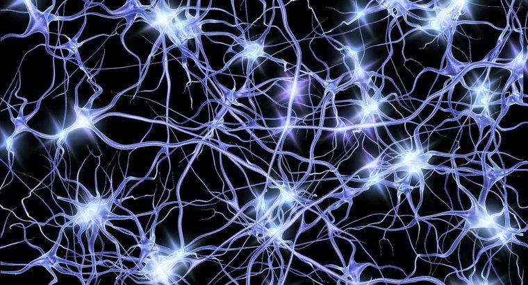 Was ist der Raum zwischen Neuron und Muskel?