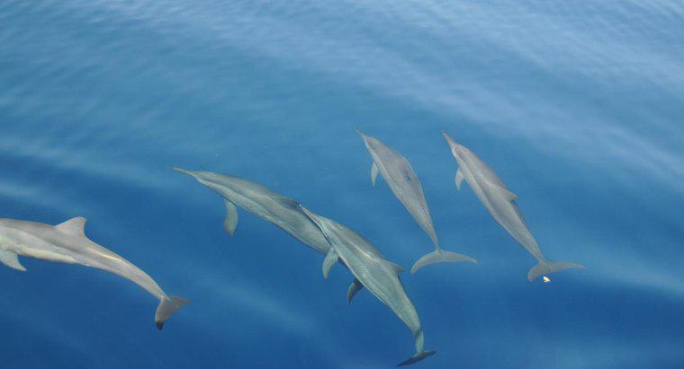 Was ist der Lebensraum eines Delfins?