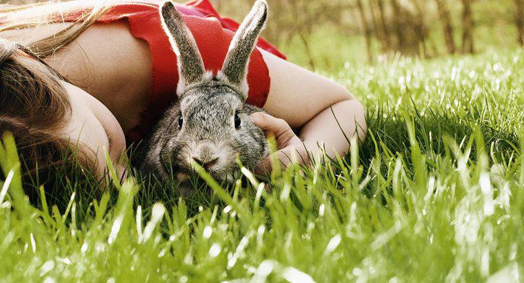 Welche seriösen Zoohandlungen verkaufen Kaninchen?