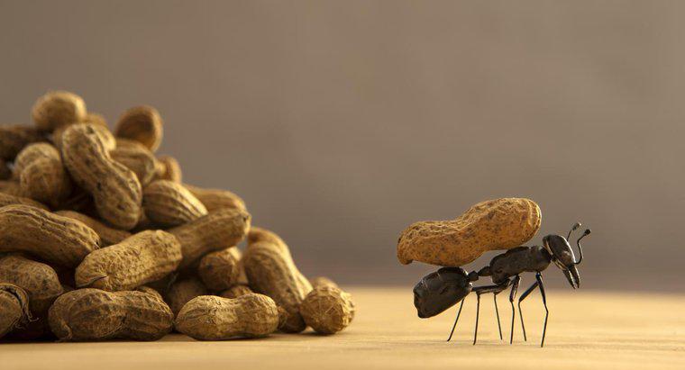 Was zieht Ameisen an?