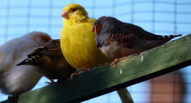 Was sind die Unterschiede zwischen männlichen und weiblichen Kanarienvögeln?