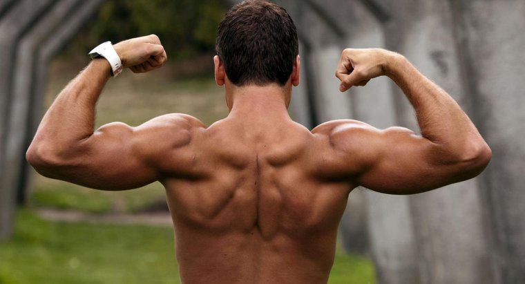 Wie viele Muskeln befinden sich im menschlichen Arm?