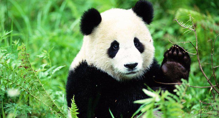Panda-Lebensräume in freier Wildbahn