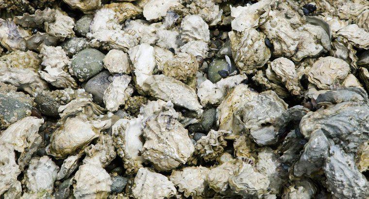 Wie vermehren sich Austern?