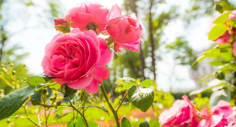 Wie pflanzt man einen Rosenbusch?