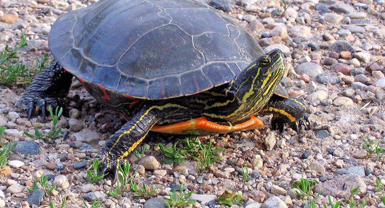 Wie lange leben bemalte Schildkröten?