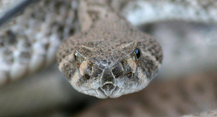 Was ist ein Hausmittel, um Schlangen fernzuhalten?
