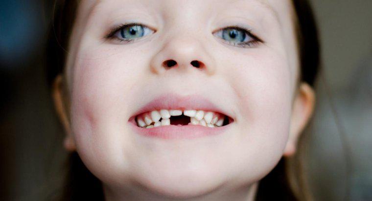 Welche Rolle spielen Zähne bei der Verdauung?