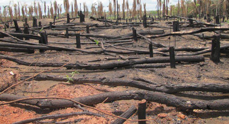 Warum ist der Amazonas-Regenwald in Gefahr?