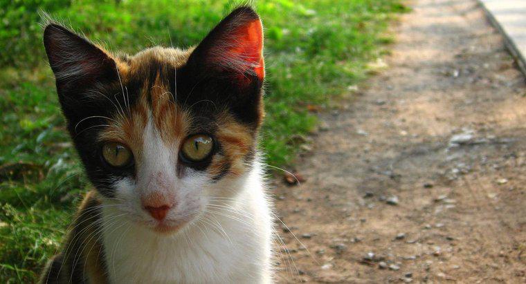 Was sind einige gute Namen für Calico-Katzen?
