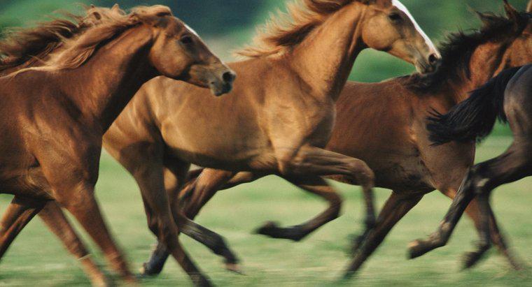 Wann kamen Pferde in Nordamerika an?