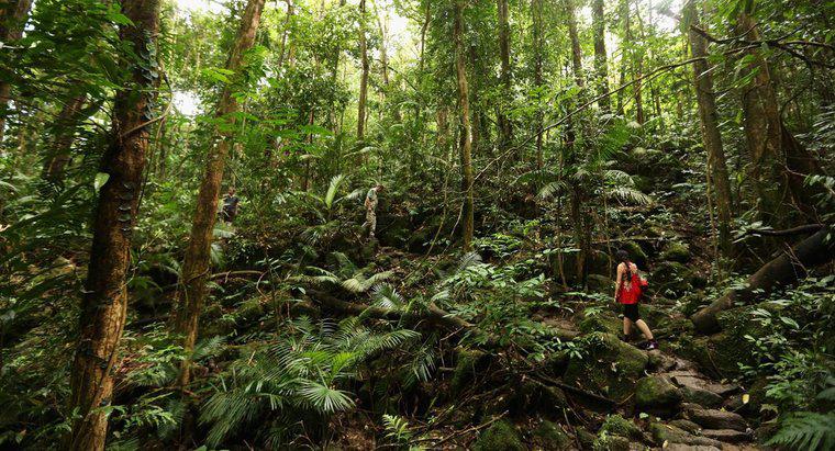 Was sind Zersetzer in tropischen Regenwäldern?