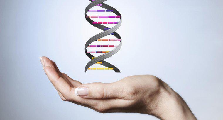 Was macht das Rückgrat des DNA-Moleküls aus?