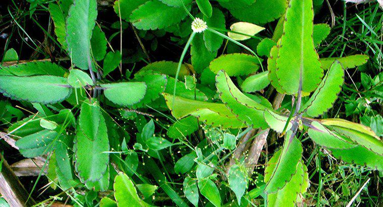 Was sind die medizinischen Anwendungen von Bryophyllum?