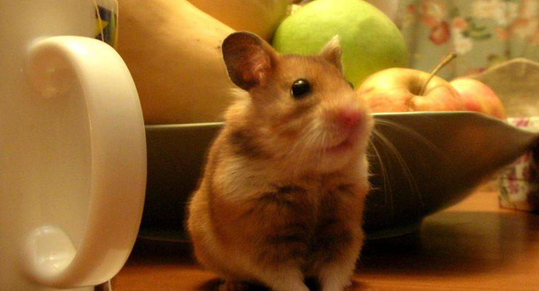 Dürfen Hamster Äpfel essen?