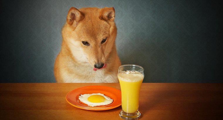 Dürfen Hunde gekochte Eier essen?