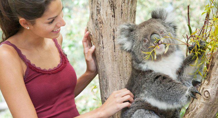 Kann man einen Koala adoptieren?