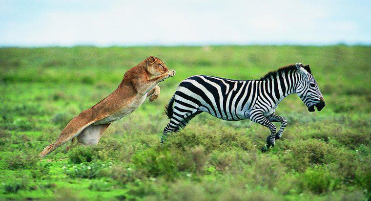 Welche Tiere sind Raubtiere des Zebras?