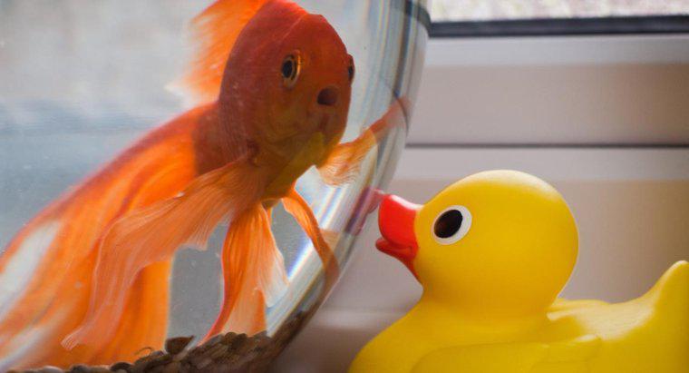 Woher wissen Sie, wann ein Goldfisch gestresst ist?
