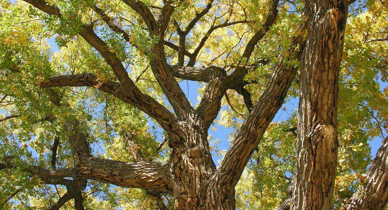 Was ist ein Cottonless Cottonwood-Baum?