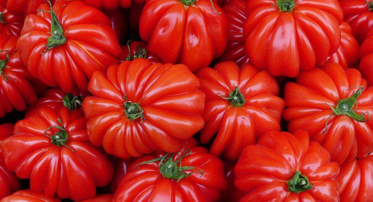 Wann ist Tomatenpflanzsaison?
