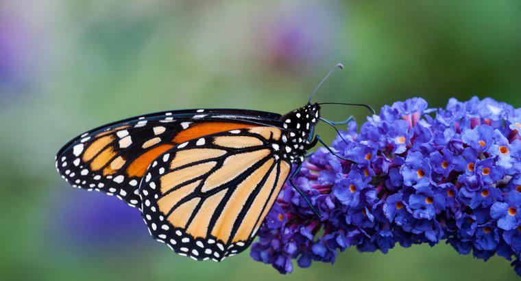 Sollte ein Schmetterlingsstrauch im Herbst beschnitten werden?